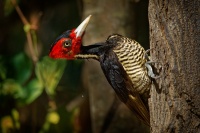Datel svetlezoby - Campephilus guatemalensis - Pale-billed woodpecker 2921